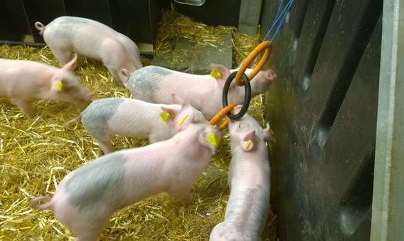 Enrichment for pigs